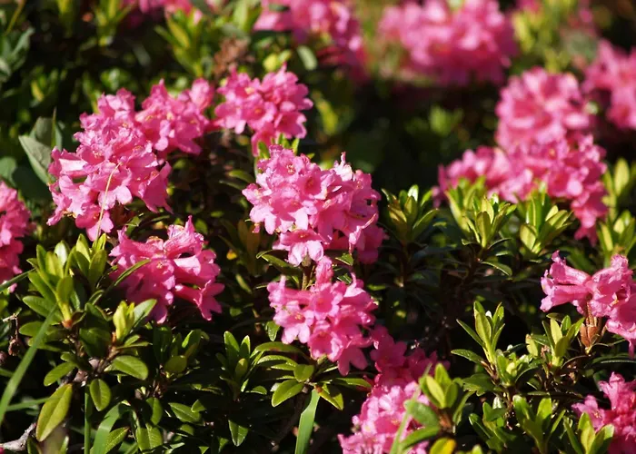 Apartment Philipp In Galtuer By Interhome Galtuer